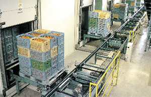 パレットコンベヤ　用途例　果実選果場 写真