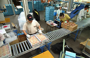 ローラコンベヤ　用途例　桃の選果場写真