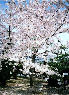 満開のオークラ桜