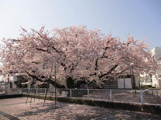 満開のオークラ桜