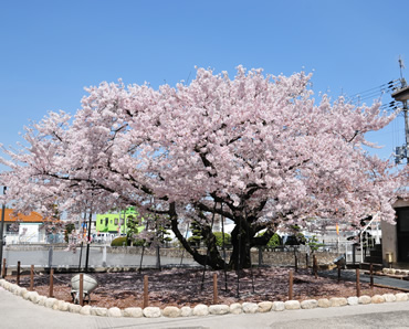 満開のオークラ桜