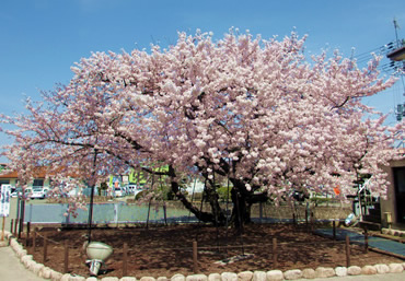 満開のオークラ桜