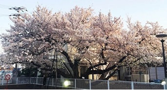 満開のオークラ桜