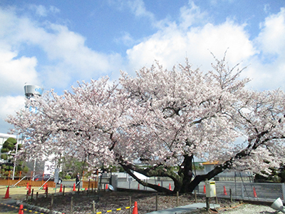 満開のオークラ桜