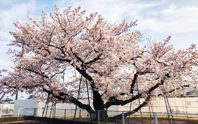 満開のオークラ桜