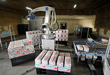 Robot palletizers